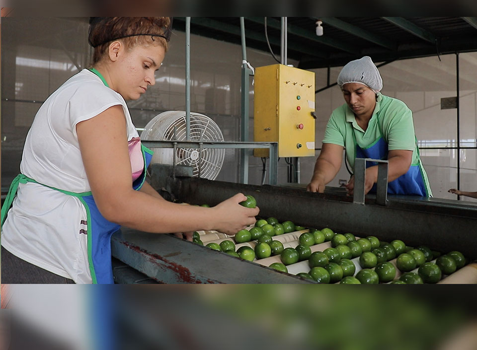 productores de arvejas y Brexit