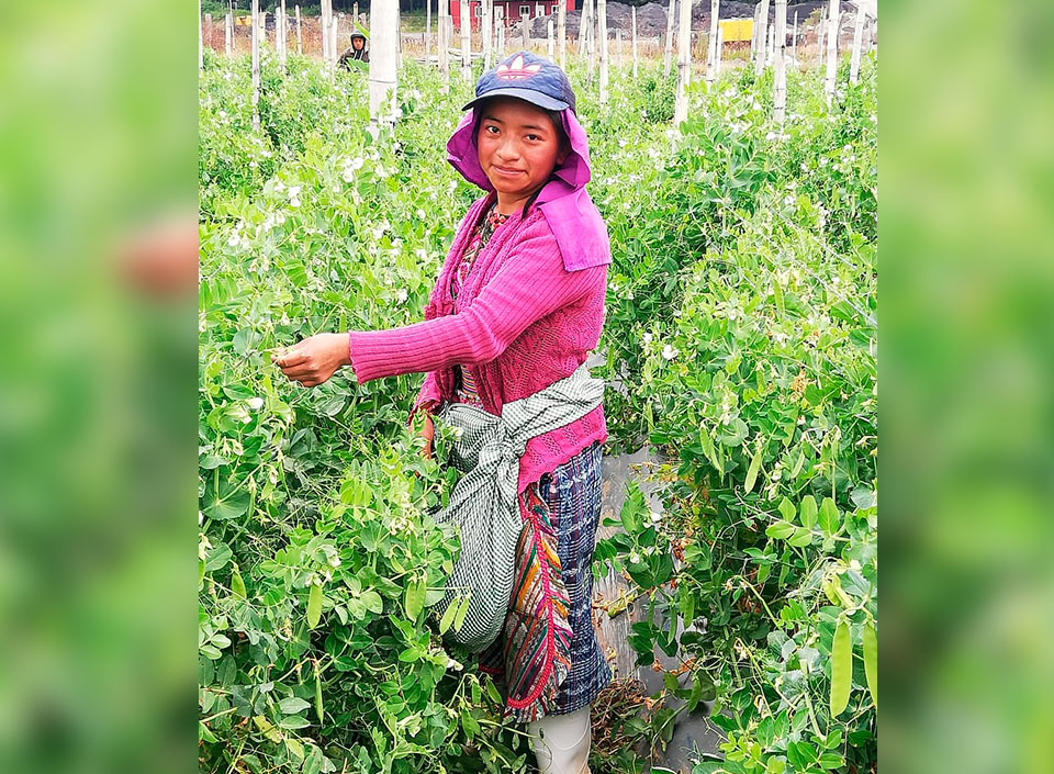 arvejas de exportación de Guatemala
