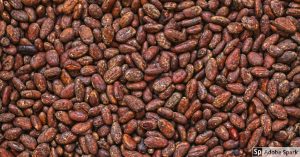 cacao de Guatemala