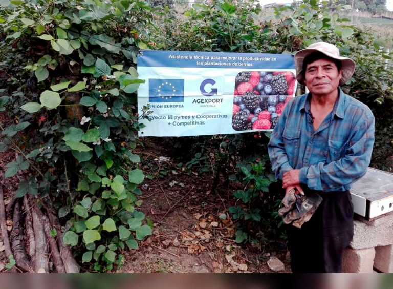 Small and medium berry producers received training to import new varieties