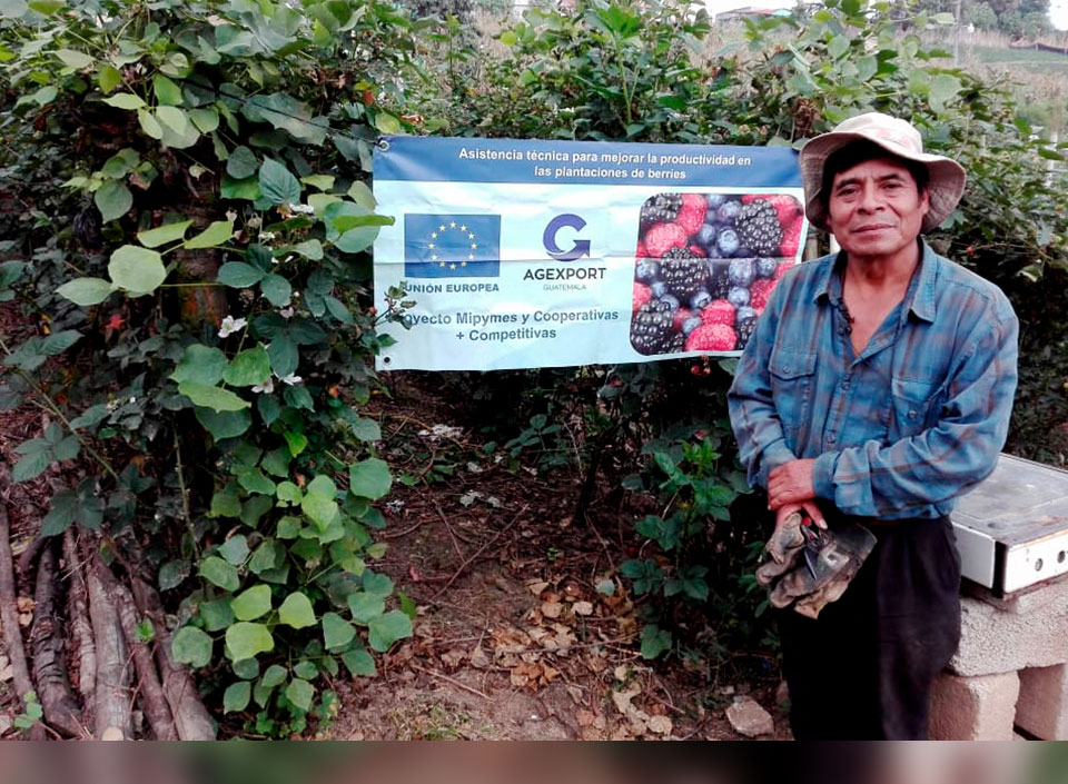 berries de Guatemala