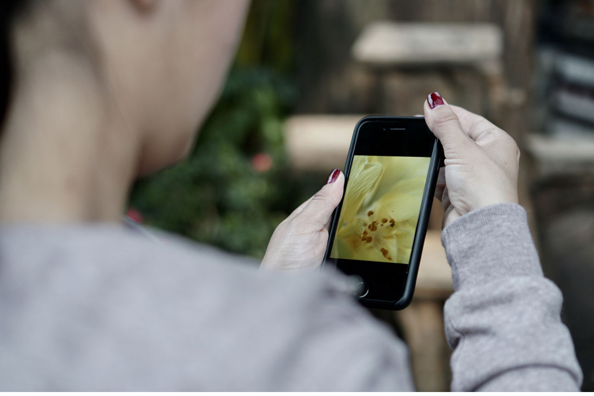 Obtenga el mayor provecho de su Smartphone: cómo tomar fotos con su celular
