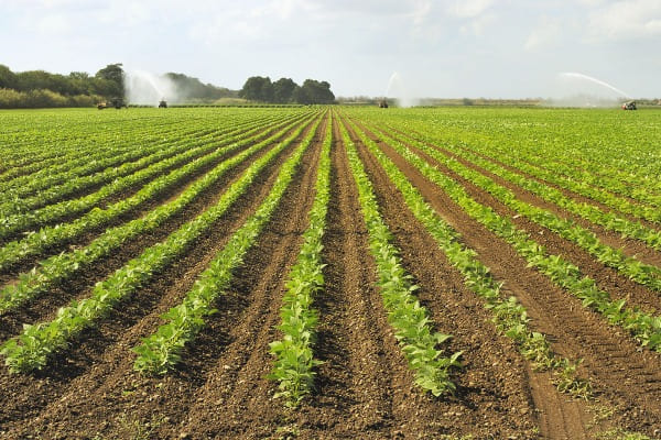 Productores llaman a autoridades a rescatar el VISAR 