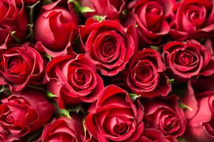Flores de exportación de los productos más solicitados durante el mes de febrero