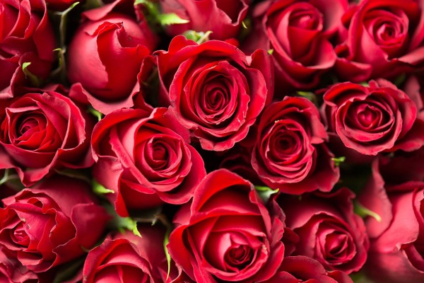 Flores de exportación de los productos más solicitados durante el mes de febrero