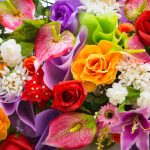 Conviértase en un experto de plantas ornamentales, follajes y flores