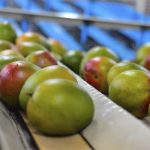 Las herramientas que debe conocer para mejorar la calidad del mango de exportación