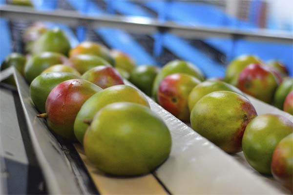 Las herramientas que debe conocer para mejorar la calidad del mango de exportación