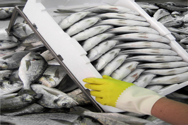 Las Industrias del Sector de Acuicultura y Pesca de AGEXPORT, las Primeras en Implementar el Sistema HACCP en Sus Plantas de Procesamiento
