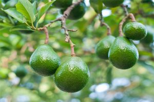 El aguacate guatemalteco entre los productos favoritos del mercado europeo