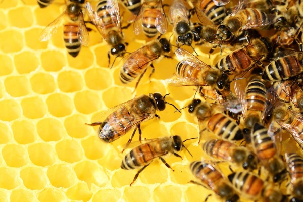 Mejoramiento de genética en abejas ayudará al aumento de producción de miel guatemalteca para la exportación