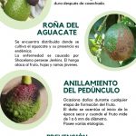 Principales-enfermedades-aguacate-1