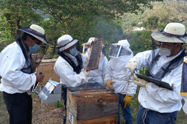Impacto económico de las abejas melíferas y nativas en Guatemalteca