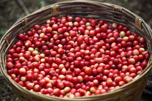 El café sin tostar ni descafeinar entre los principales productos exportados en mayo 2021