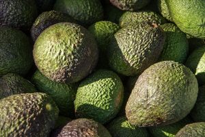 convocatoria congreso latinoamericano de aguacate