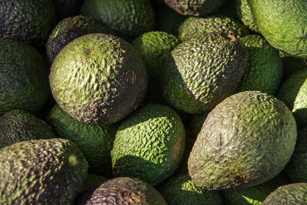 convocatoria congreso latinoamericano de aguacate