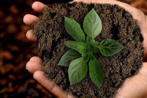 La agricultura regenerativa ofrece nuevas soluciones para para América Latina y el Caribe