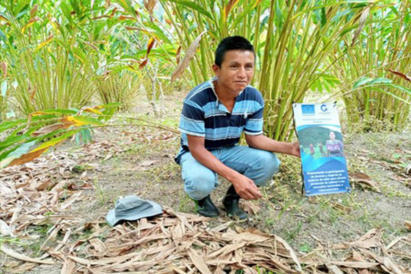 Fortalecimiento en el manejo de post cosecha y comercialización del cardamomo