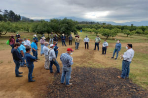 Próxima Semana, Guatemala será la capital del aguacate en Latinoamérica