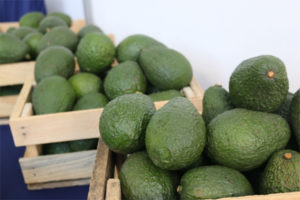 Guatemala produjo más de 145 mil toneladas de aguacate de exportación durante el 2020