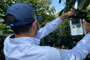 De comerciantes locales de aguacate a exportadores europeos