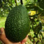 WhatsApp-Image-2021-05-17-at-20.38.02-1-1