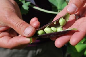 Agricultural sustainability: Incentive or utopía?