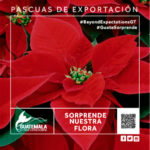 GBE-Navidad_Banner-Web-300x600px