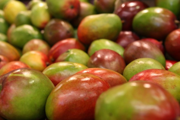 Manejo de la floración, el riego y la nutrición del mango para una producción de fruta de buena calidad