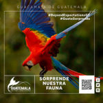 Guatemala Beyond Expectations GBE