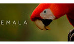 Guatemala Beyond Expectations GBE