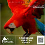 Guatemala Beyond Expectations GBE