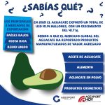 INFOGRAFIA-AGUACATE-1