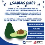 INFOGRAFIA-AGUACATE-2