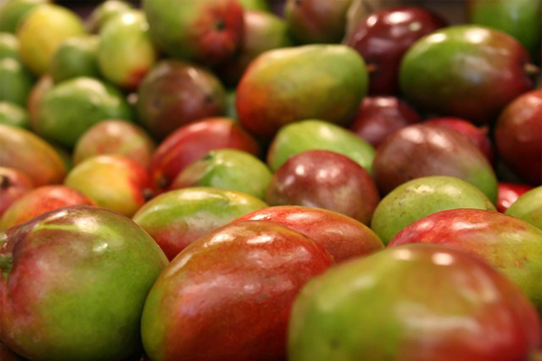 Comité de Mango de AGEXPORT
