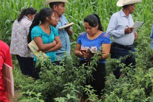 AGEXPORT a través de Pro-Resiliencia, realizan giras de intercambio para chile chiltepe