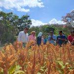 El amaranto como oportunidad para mejorar la nutrición