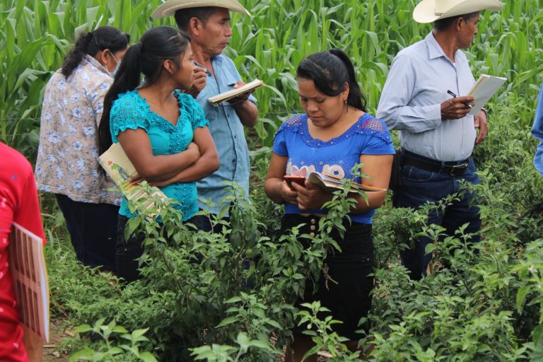 Realizan giras de intercambio para chile chiltepe