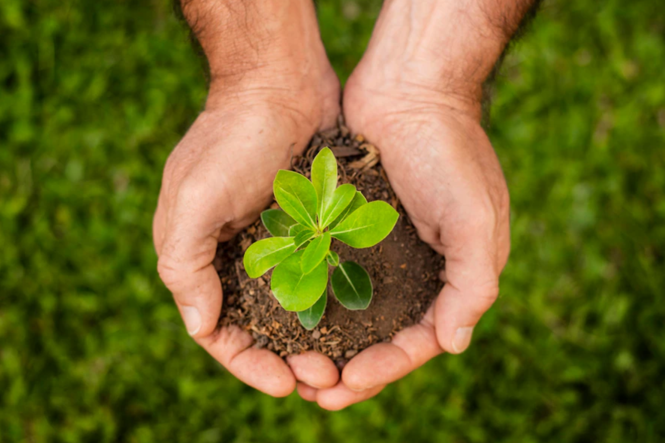 Manos y una planta.
