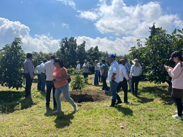 Convocatoria nacional a productores, exportadores, procesadores y comercializadores a participar en proyecto para aumentar la productividad del aguacate en Guatemala