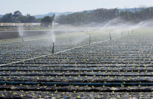 Requisitos del agua de uso agrícola durante la cosecha y postcosecha