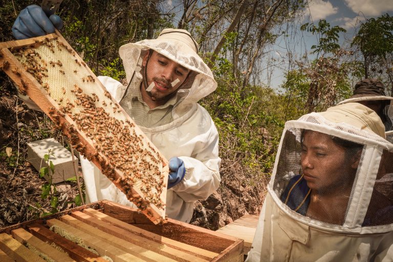 Las abejas: otro aliado estratégico de AGEXPORT en el programa Pro-Resiliencia