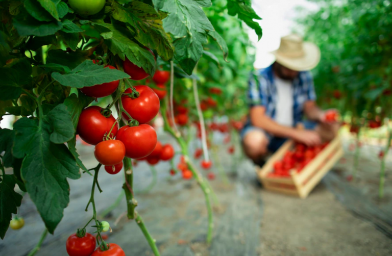 Normativas no arancelarias para exportar alimentos a Canadá: Guía para los exportadores