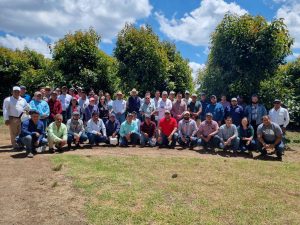 Finca de aguacate. 
