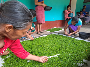 Comunidades se suman a la cadena de valor del chile chiltepe.