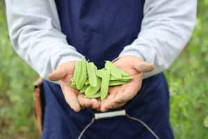 Producers in the Agricultural Sector are about to lose a minimum of 3 months of work, and along with it, the income of their families