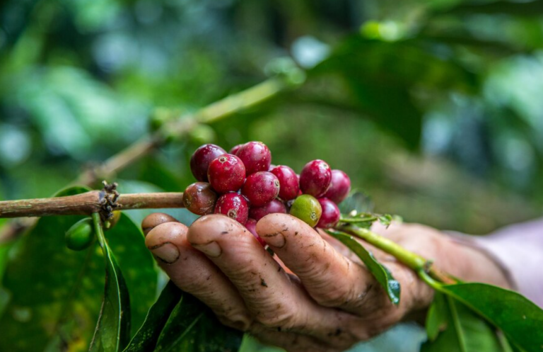 Cafecito Exportador: Empresarios consideran que la bondad es vital para emprender y exportar 