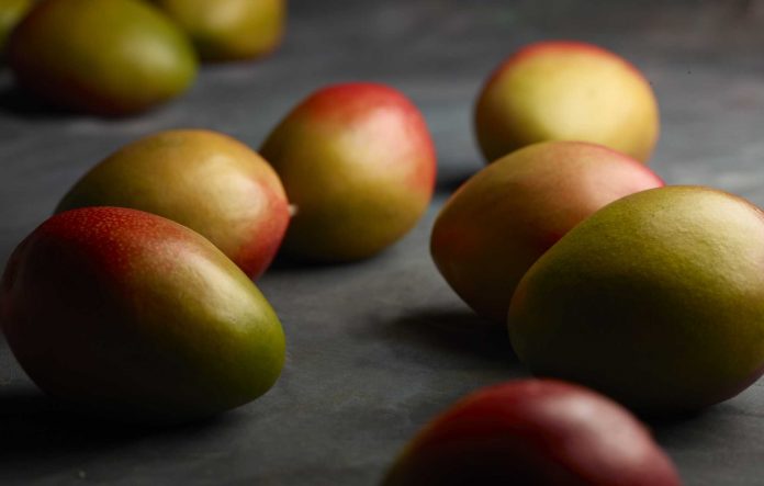 Mango Tommy.