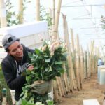 Flores y el Día del Cariño