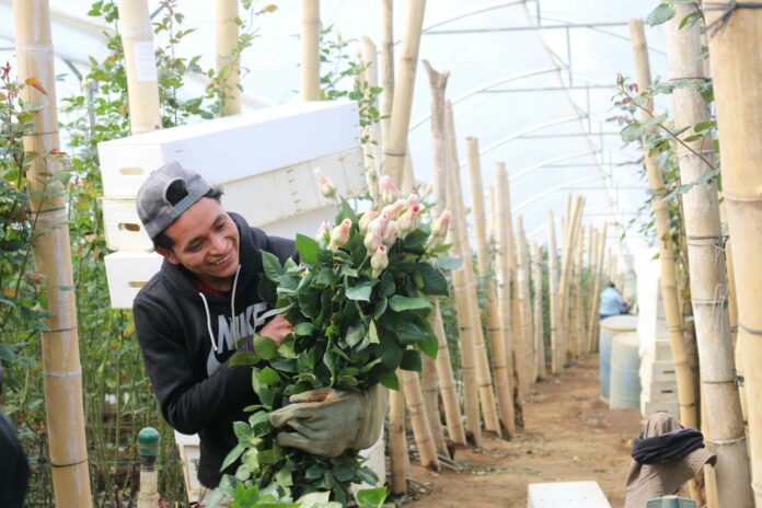 Flores y el Día del Cariño